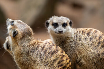 Meerkat 