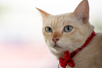 A cute kitten is in the garden and the morning light.