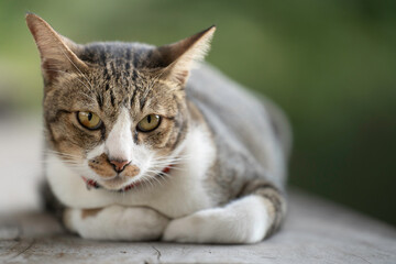 A cute kitten is in the garden and the morning light.