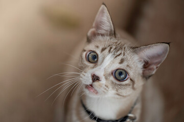 A cute kitten is in the garden and the morning light.