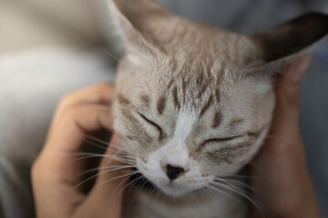 A cute kitten is in the garden and the morning light.