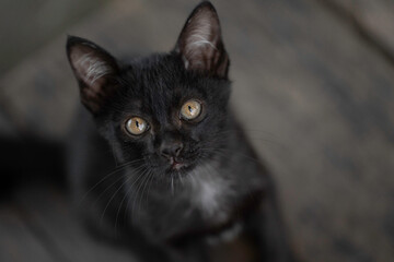 A black kitten is in the garden and the morning light.