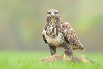 Common buzzard Buteo buteo wildlife prey nature predator beautiful animal beautiful sighting ornithology Europe