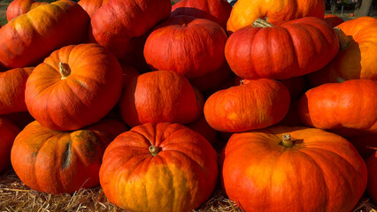 A pile of pumpkins for fall harvest festival, Halloween, and Thanksgiving decor. 