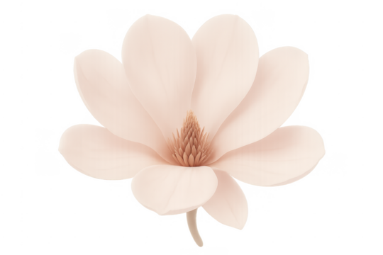 Pink magnolia flower blooming on transparent background
