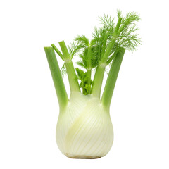 A single, fresh, crisp fennel bulb with pale white base and vibrant green fronds, centered on seamless transparent background with soft shadow and copy space, concept of organic food