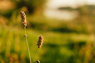 warm grass with dewdrops, calm countryside setting featuring radiant grasses and gentle light