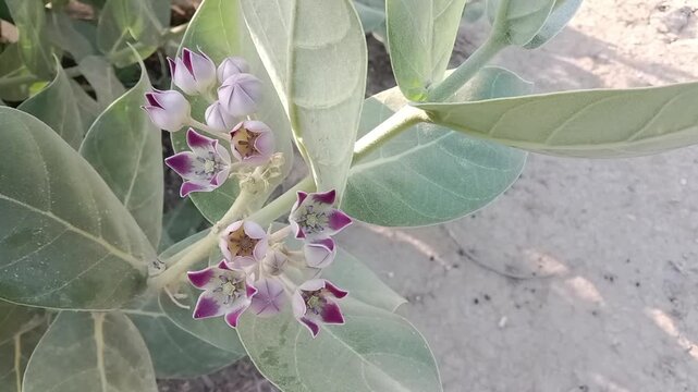 calotropis procera flower pattern or Apple of Sodom flower pattern on the plane 