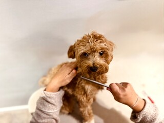 Cute Small Dog Uncomfortable During Grooming, Close-Up at Home, Pet Care and Behavior Photography