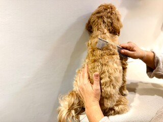 Back View of Small Dog Being Brushed at Home, Pet Grooming and Care Photography