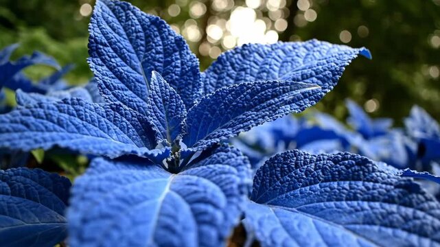 Vibrant Blue Foliage in Nature - Close-up of strikingly blue leaves with a textured surface, surrounded by a blurred natural background.