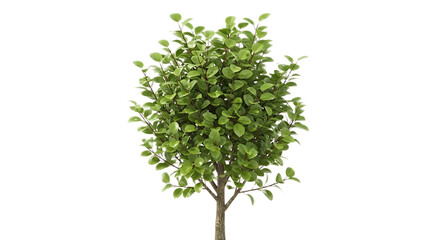 Fototapeta premium A single small tree with green leaves and a brown trunk isolated on a black background in a studio shot