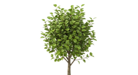 A single small tree with green leaves and a brown trunk isolated on a black background in a studio shot