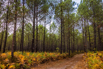 Forêt de Pins des Landes sur la commune de Linxe en France