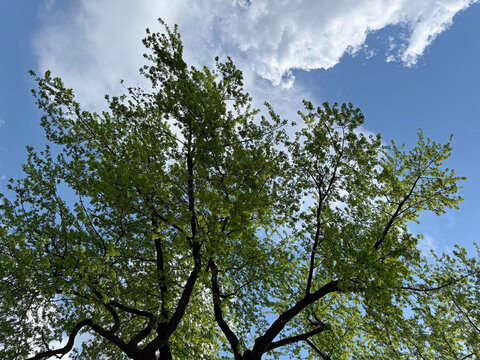 Green tree against beautiful sky clouds.