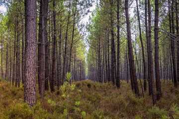 Forêt de Pins des Landes sur la commune de Linxe en France