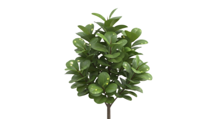 A small green leafy plant with a short brown stem against a black background in a studio shot