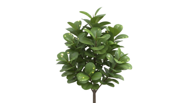 A small green leafy plant with a short brown stem against a black background in a studio shot