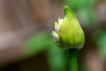 Obraz premium Agapanthus (Agapanthus africanus) Buds Emerging