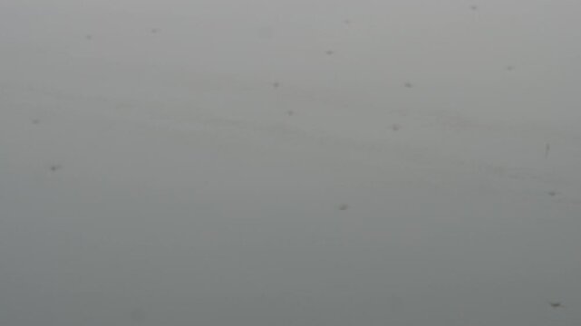 Several water striders are on the calm water surface