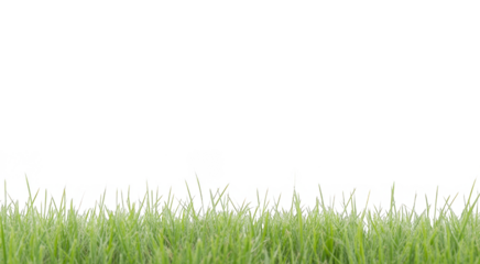 bright green realistic seamless grass border isolated on transparent background
