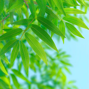 Close-up of a fresh green banaba leaf under natural light, highlighting its texture and the freshness of the herb.