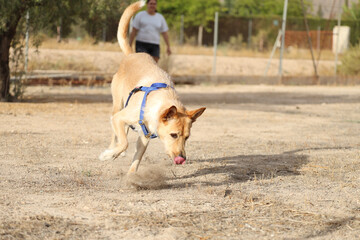 Dog sniffing and playing in the field.