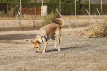 Dog sniffing and playing in the field.