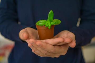 Boy in a dark blue shirt gently cupping a small potted green seedling in their outstretched hands concept of environmental responsibility, business startup, personal growth.