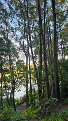 Fototapeta premium trees in the forest