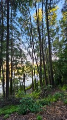 Fototapeta premium forest in autumn