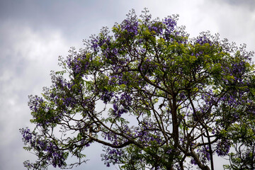 Jacaranda Bloom in Australia