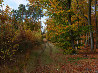 Narrow forest path surrounded by autumn trees