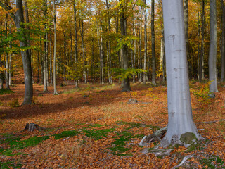Bright forest floor covered with autumn leaves