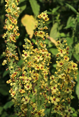 Black mullein (Verbascum nigrum) blooms in nature