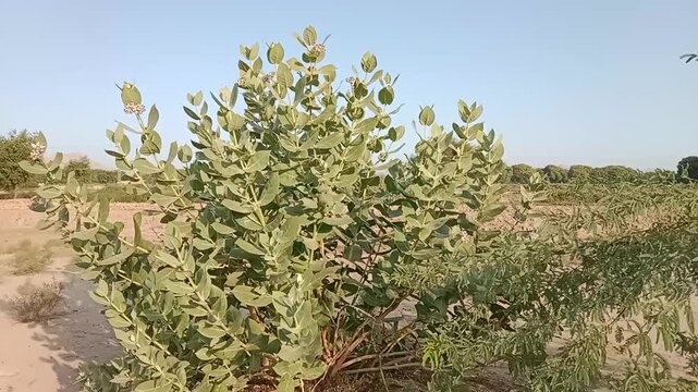 Calotropis procera plant known as apple of sodom or ak plant showing thick green leaves and stem with clear blue sky background highlighting natural beauty
