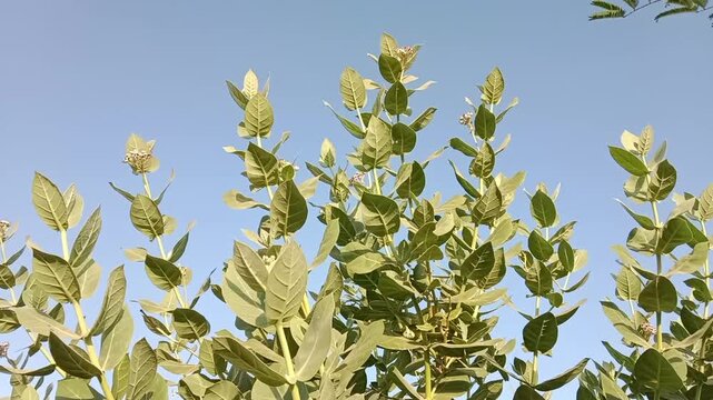 Calotropis procera plant known as apple of sodom or ak plant showing thick green leaves and stem with clear blue sky background highlighting natural beauty