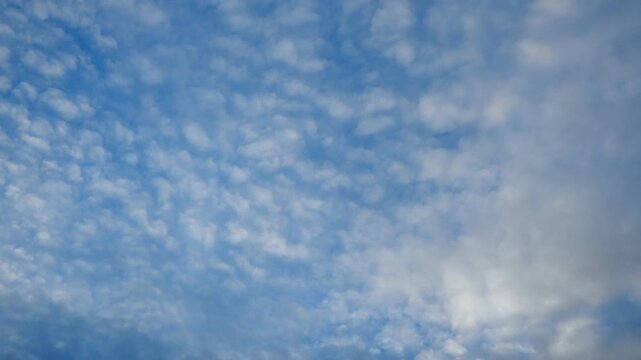Altocumulus high cumulus heaped cloud genus belongs to stratocumuliform. Globular masses or rolls in layers or patches. Cumuliform stratocumuliform clouds, altocumulus signifies convection. Blue sky.
