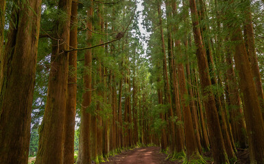 Dense forest in Viveiro da Falca, Terceira Island, Azores, with moss-covered tree trunks creating a lush green woodland atmosphere in this natural reserve