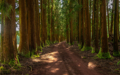 Dense forest in Viveiro da Falca, Terceira Island, Azores, with moss-covered tree trunks creating a lush green woodland atmosphere in this natural reserve