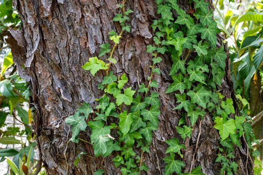 Vines on Tree Trunk