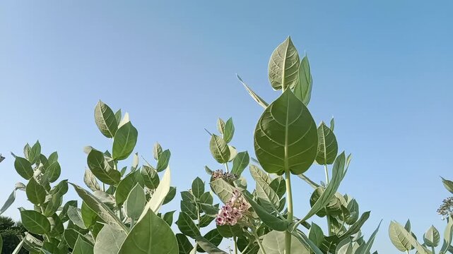 Calotropis procera plant known as apple of sodom or ak plant showing thick green leaves and stem with clear blue sky background highlighting natural beauty
