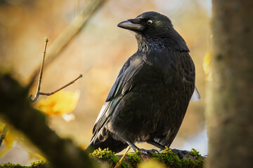 Fototapeta premium Rabenkrähe in der Abendsonne