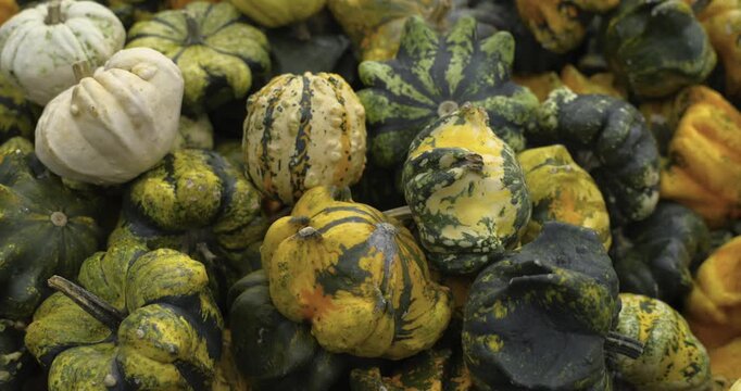 A lot of pumpkins close up. Autumn harvest colorful squashes and pumpkins in different varieties. Top view of variety of autumn harvest with organics pumpkins, squash and gourds inside the wooden bask