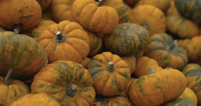 A lot of pumpkins close up. Autumn harvest colorful squashes and pumpkins in different varieties. Top view of variety of autumn harvest with organics pumpkins, squash and gourds inside the wooden bask