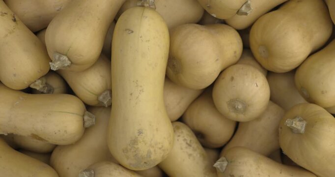 A lot of pumpkins close up. Autumn harvest colorful squashes and pumpkins in different varieties. Top view of variety of autumn harvest with organics pumpkins, squash and gourds inside the wooden bask