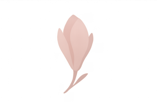 Pink magnolia flower bud illustration transparent background