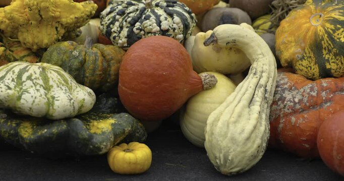 A lot of pumpkins close up. Autumn harvest colorful squashes and pumpkins in different varieties. Top view of variety of autumn harvest with organics pumpkins, squash and gourds inside the wooden bask