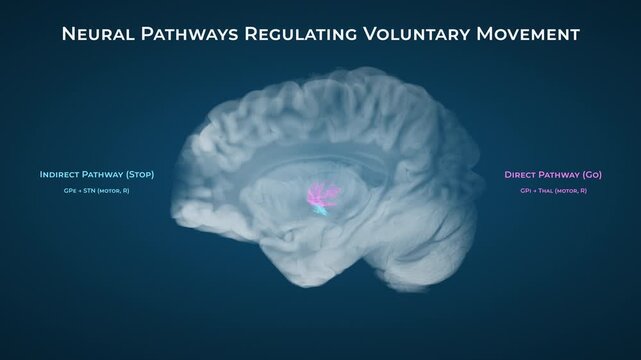 Basal Ganglia Neural Pathways for Voluntary Movements