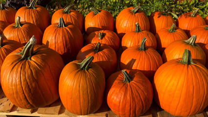 A pile of pumpkins for fall harvest festival, Halloween, and Thanksgiving decor. 